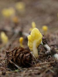 Spathularia flavida - łopatnica żółtawa w siedlisku boru...