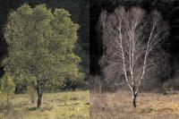 Średnich rozmiarów drzewo może zrzucić nawet 500kg liści -...