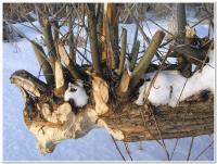 bonsai w wykonaniu biebrzniętego bobra zwraca się często...