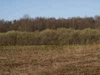 piękny przykład pasa zarośli wierzbowych, czyli oszyjka - między olsem a bagienną łąką   fot: c. werpachowski