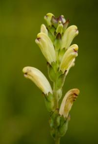gnidosz królewski (Pedicularis sceptrum-carolinum) -...