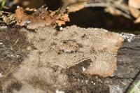 prawdziwa rzadkość: lepkoząb brązowy (Gloiodon strigosus) fot: PTMyk