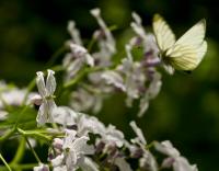 kwiaty miesiącznicy trwałej (Lunaria rediviva) są często odwiedzane przez motyle   fot: c. werpachowski
