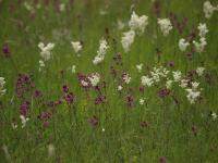 biało kwitnąca wiązówka bulwkowa (Filipendula vulgaris)...