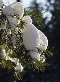 sosna pospolita (Pinus sylvestris) fot: c. werpachowski