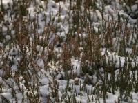 wrzos zwyczajny (Calluna vulgaris)  fot: c. werpachowski