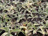 jastrzębiec kosmaczek (Hieracium pilosella) fot. c...