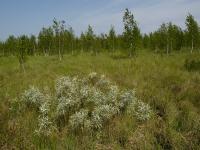 wierzba lapońska (Salix lapponum) to też przykład rośliny,...
