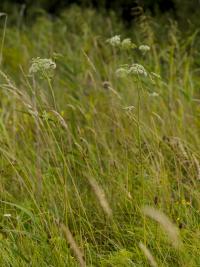 starodub łąkowy (Ostericum palustre) kwitnące rośliny osiągają ponad 1m wysokości  fot: c. werpachowski