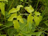 starodub łąkowy (Ostericum palustre) ma żółto-zielone liście  fot: c. werpachowski