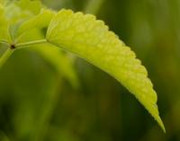 starodub łąkowy (Ostericum palustre) na spodniej stronie liści, na nerwach charakterystyczne szczecinki fot: c...