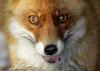 Przemyśleń kilka o zwalczaniu wścieklizny u lisa