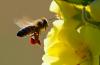 8 sierpnia - Wielki Dzień Pszczoły