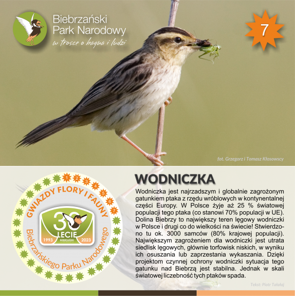 Wodniczka