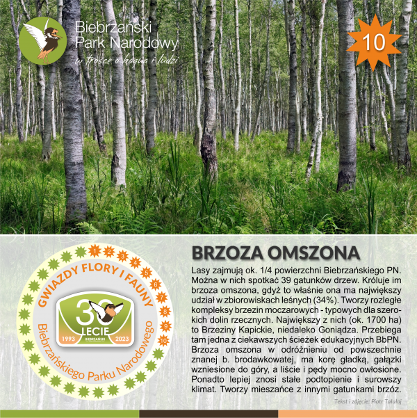 Brzoza omszona