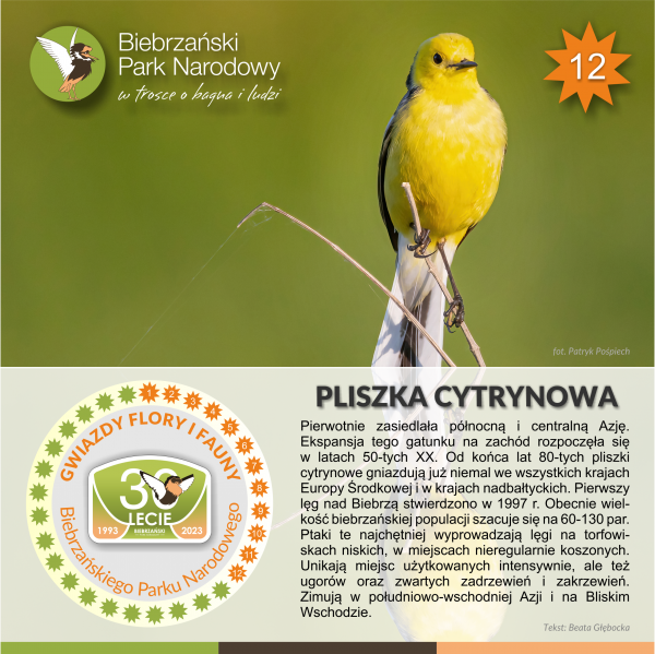 Pliszka cytrynowa