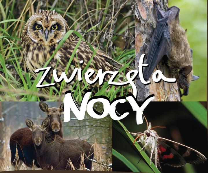 Zapraszamy na wydarzenie pn. „Zwierzęta Nocy"